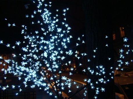Dorćol Night Tree